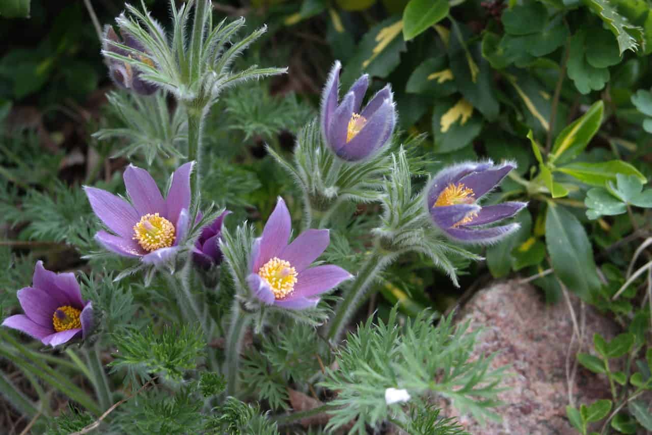 Purple pasque flowers (Pulsatilla) with bright yellow centers and fuzzy stems blooming among feathery green foliage in a garden setting
