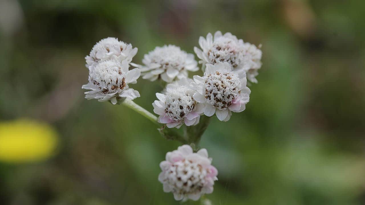 Close-up of small white and pink-tinted pussytoes flowers blooming on a green stem against a softly blurred natural background