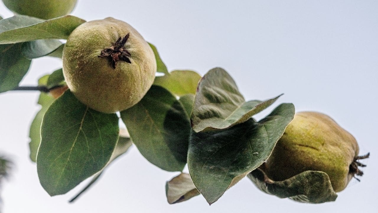 Quince trees