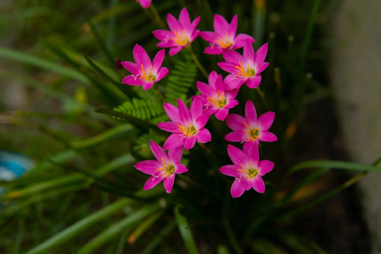 Bright pink zephyr lilies (rain lilies) with star-shaped blooms and yellow centers growing in a cluster. The delicate flowers have six pointed petals each and emerge from green grass-like foliage in a garden setting