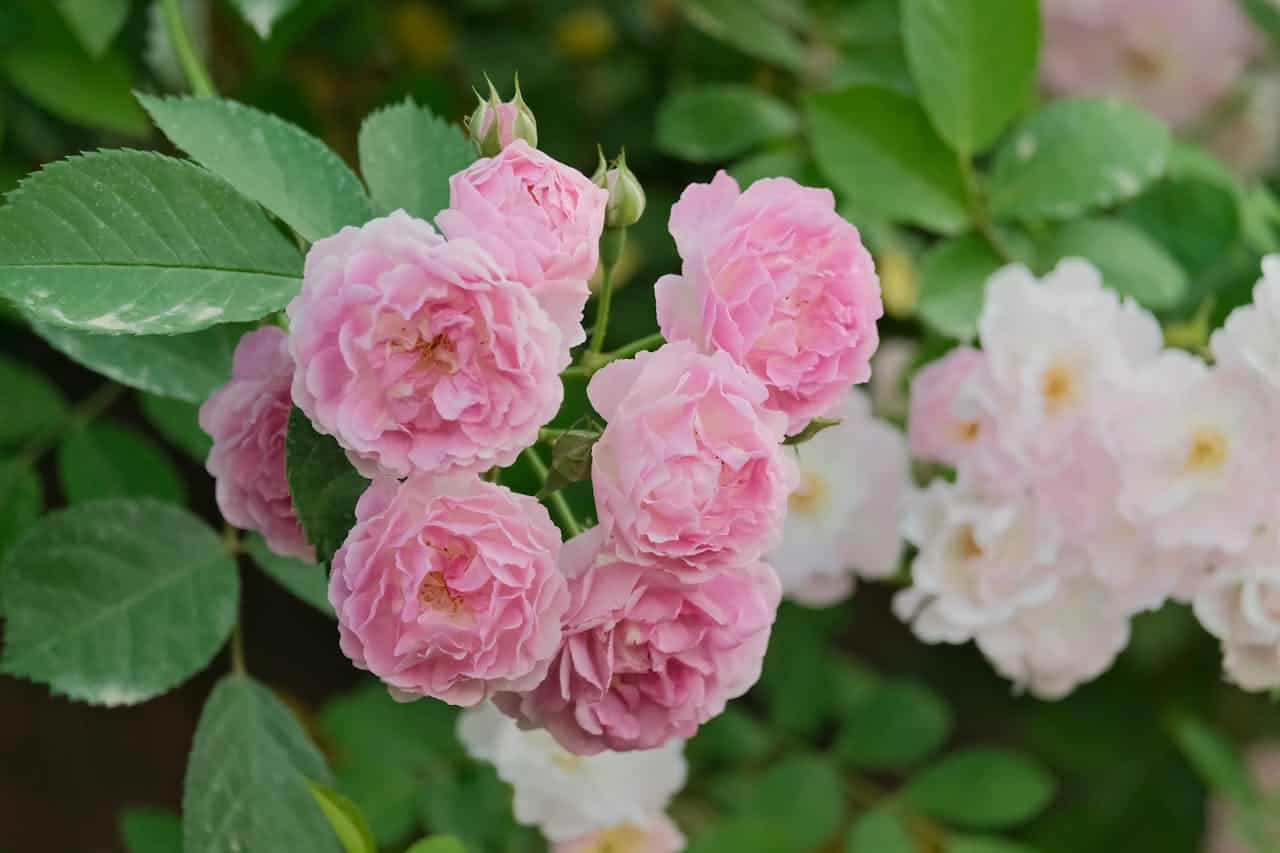Cluster of soft pink old garden roses with multiple ruffled petals, growing among rich green leaves. Several fully opened blooms are visible, along with a rose bud. White roses can be seen blurred in the background