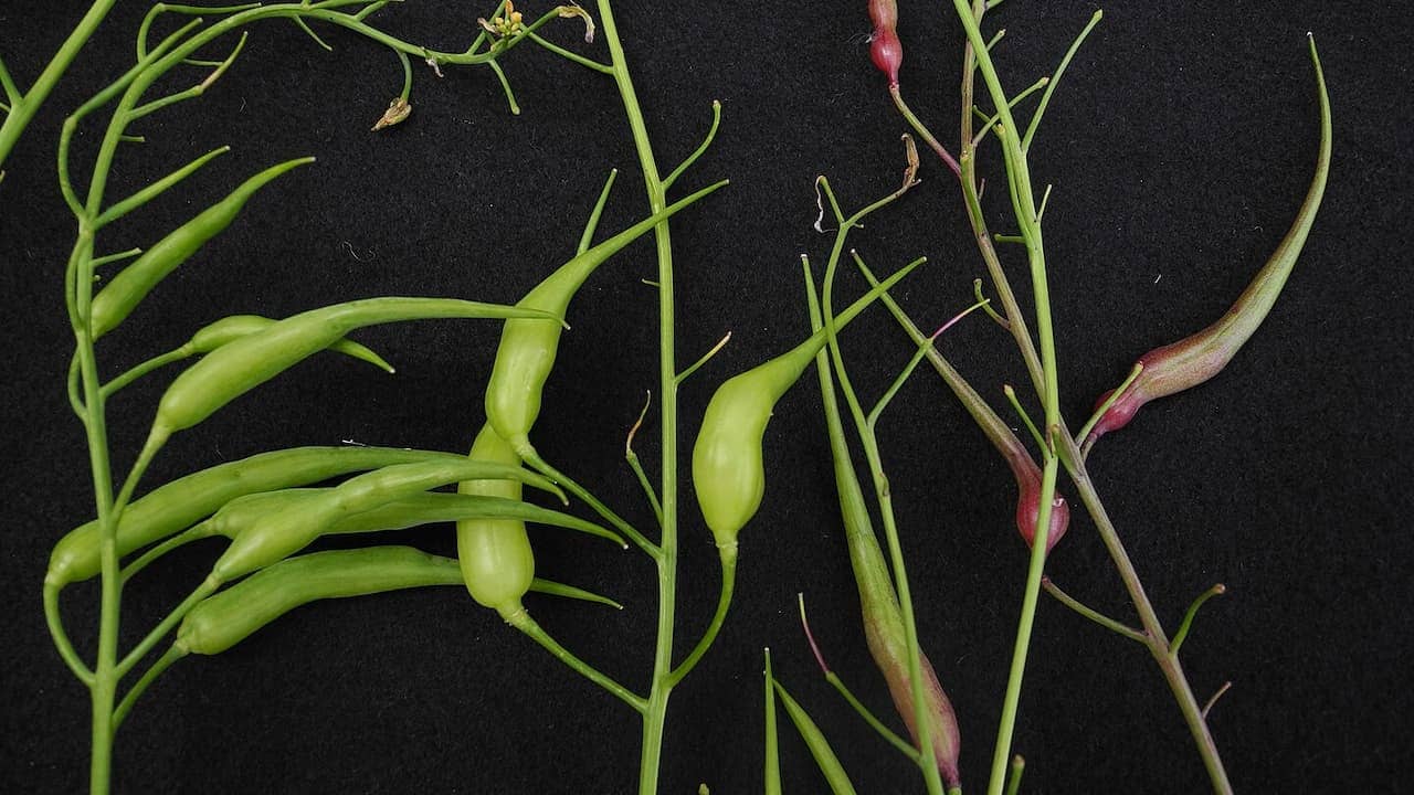 Thin green plant stems with small seed pods displayed on black background, showing green and reddish bean-like structures