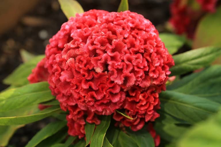 Bright red celosia flower with round, brain-like texture surrounded by green leaves, growing in dark soil
