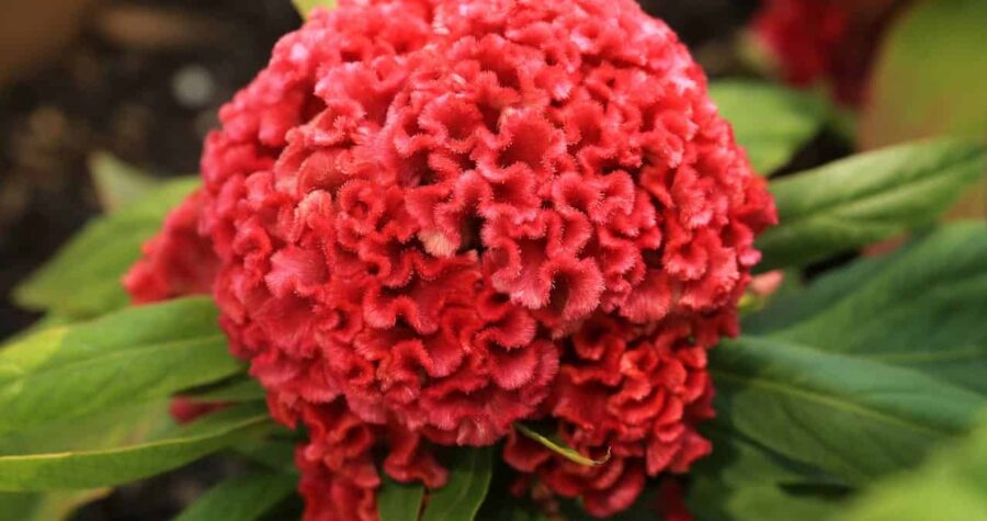 Bright red celosia flower with round, brain-like texture surrounded by green leaves, growing in dark soil