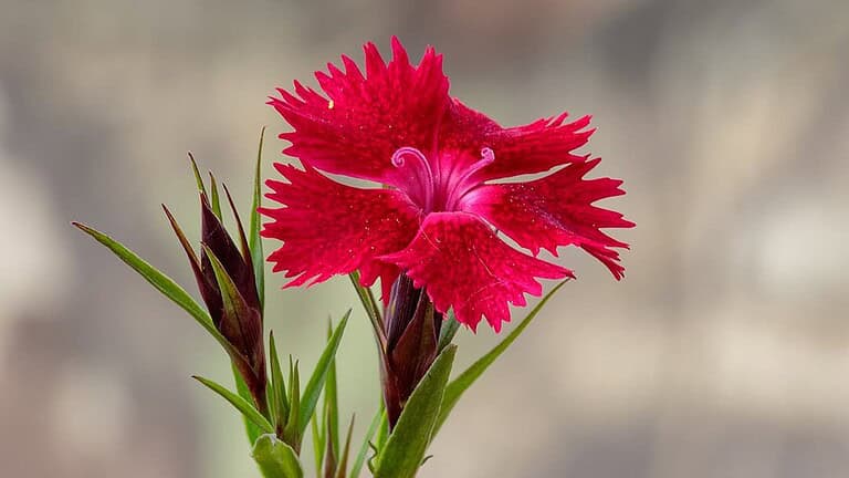 Bright magenta dianthus flower with fringed petals, narrow green leaves, and unopened buds with burgundy calyxes against blurred gray background