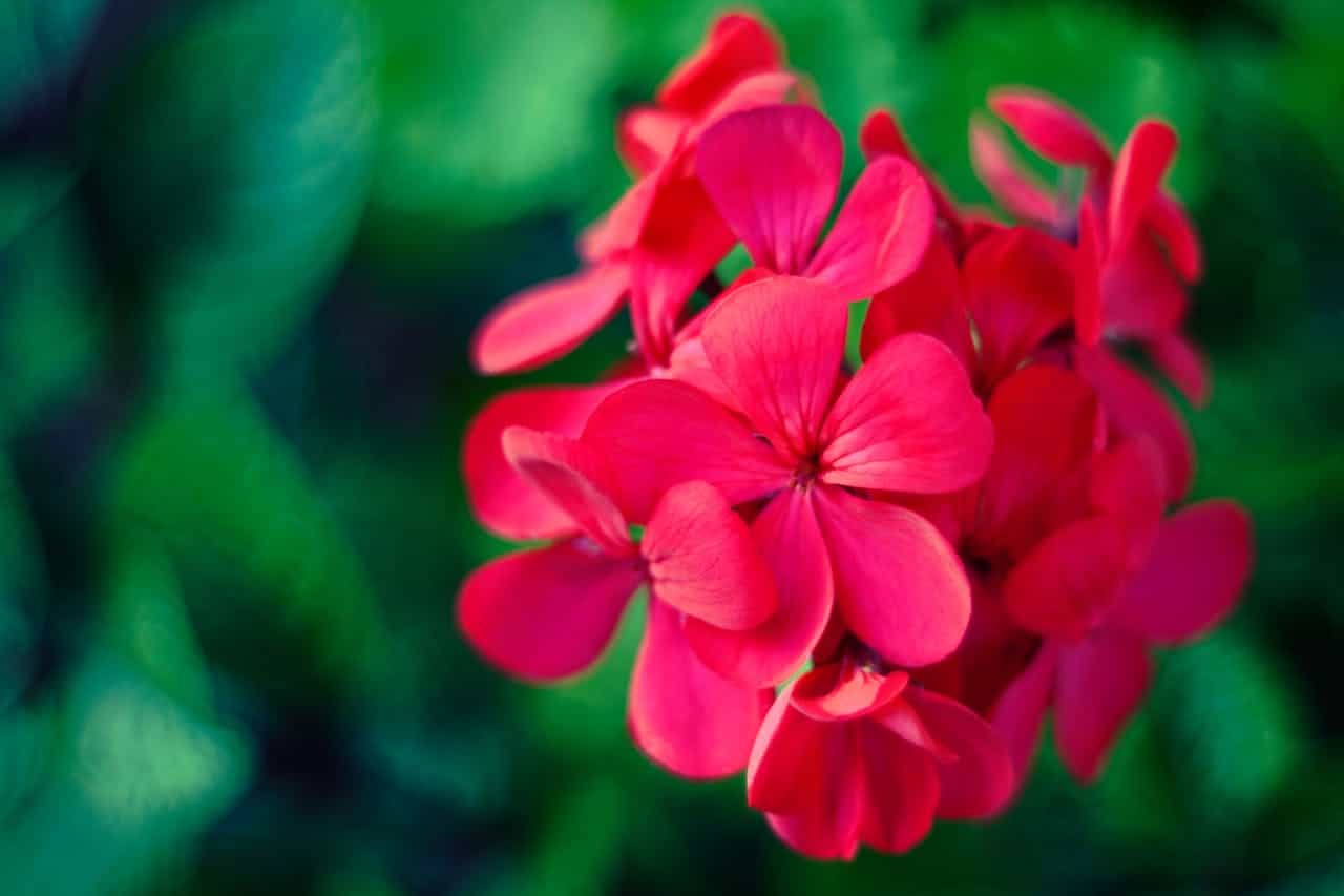 Cluster of vibrant hot pink geranium flowers in sharp focus against blurred green foliage background