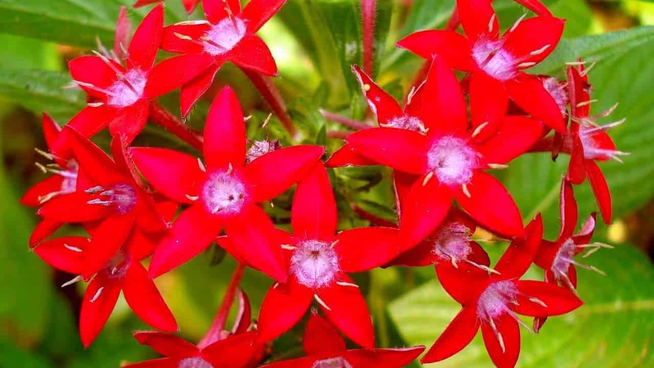 Cluster of small star-shaped bright red flowers with pale lavender centers, growing in a bunch against green foliage background