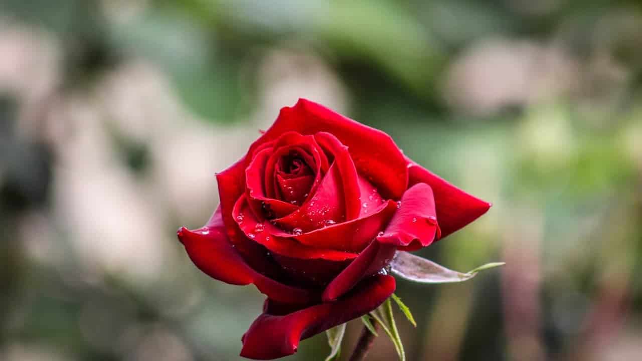 A vibrant red rose in bloom with water droplets on its petals against a soft green blurred background