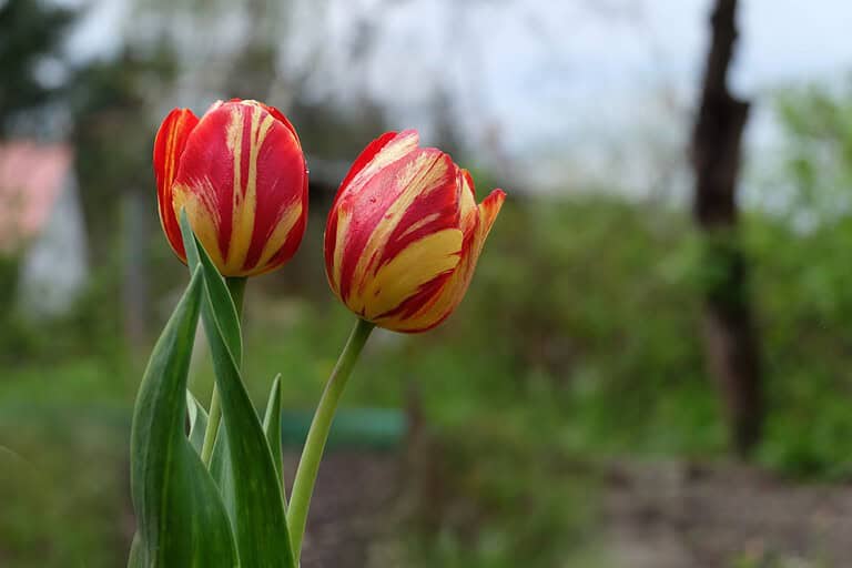 Two red and yellow striped tulips with green stems and leaves against blurred garden background