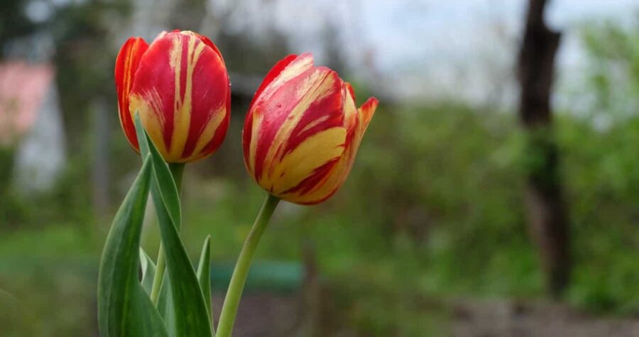 Two red and yellow striped tulips with green stems and leaves against blurred garden background