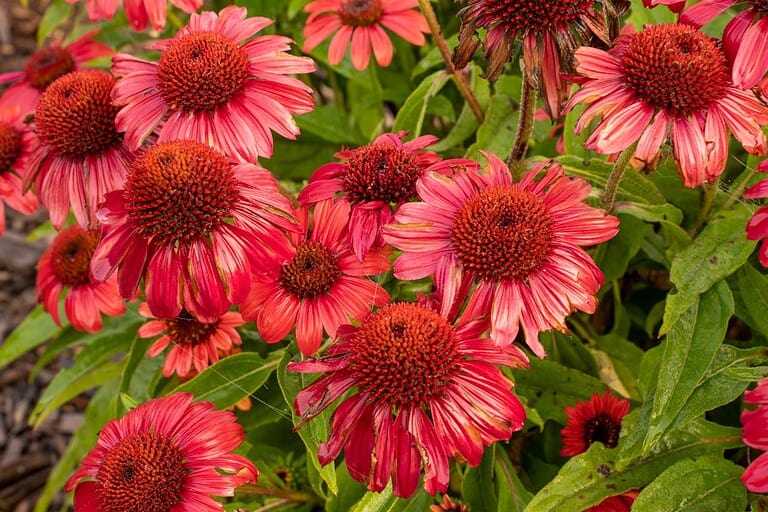Cluster of pink coneflowers (echinacea) with prominent dark orange centers, vibrant petals, and green foliage in garden setting