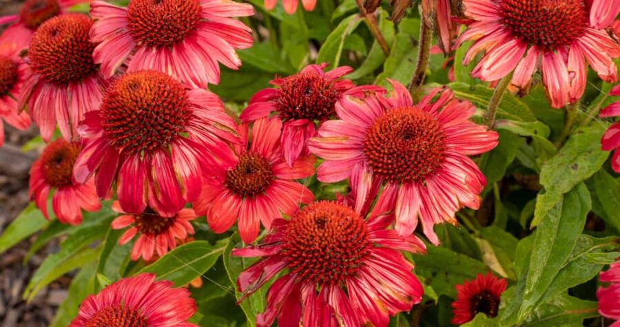 Cluster of pink coneflowers (echinacea) with prominent dark orange centers, vibrant petals, and green foliage in garden setting