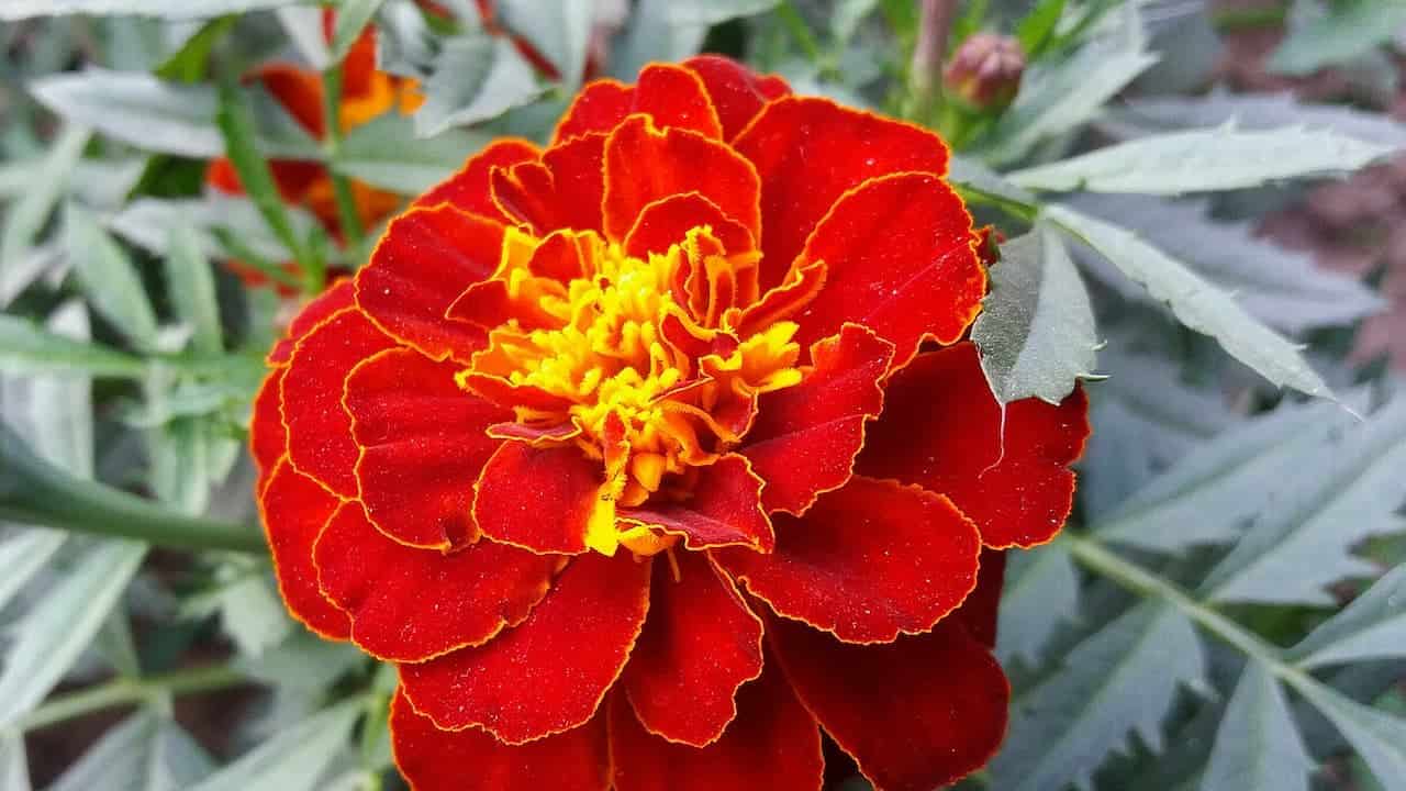 Close-up of a vibrant red marigold flower with yellow-edged petals and bright yellow center, surrounded by feathery green foliage