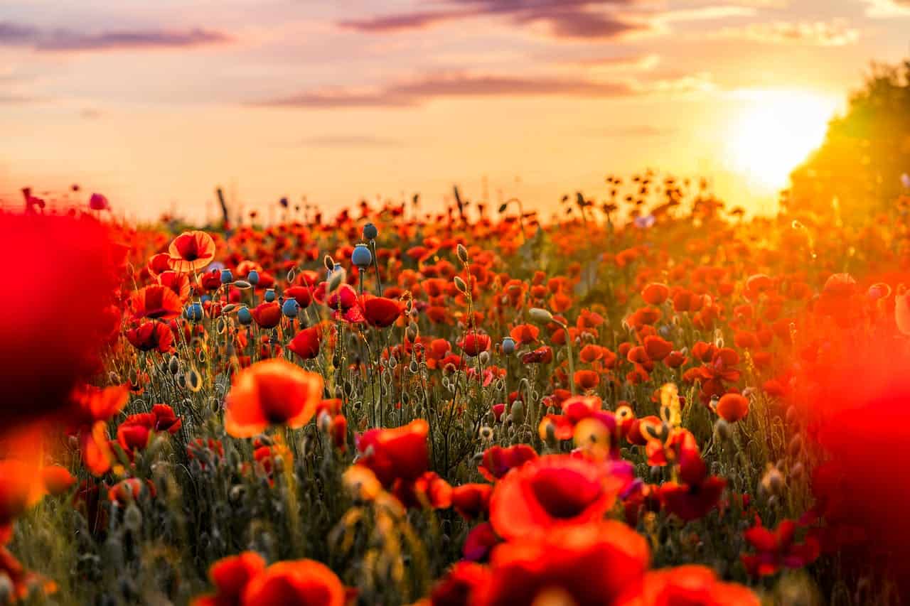 Field of vibrant red poppies at sunset with golden sun on horizon, orange-pink sky, flowering poppy heads and seed pods visible among blooms