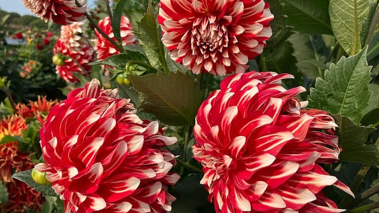 Red and white striped dahlia flowers in bloom, with large layered petals surrounded by green leaves in a garden