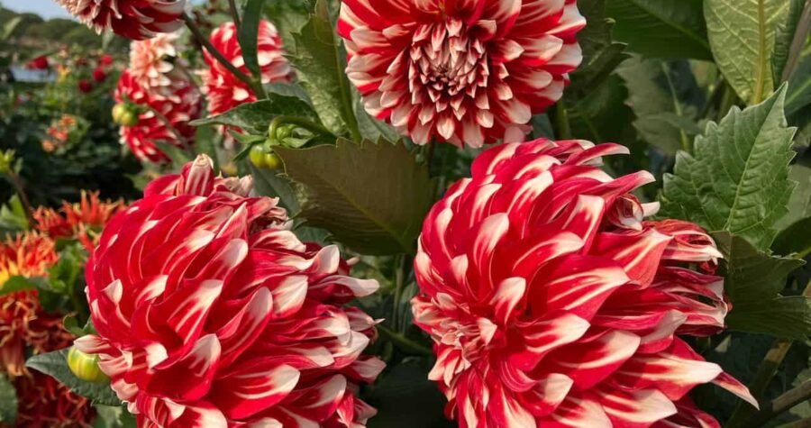 Red and white striped dahlia flowers in bloom, with large layered petals surrounded by green leaves in a garden