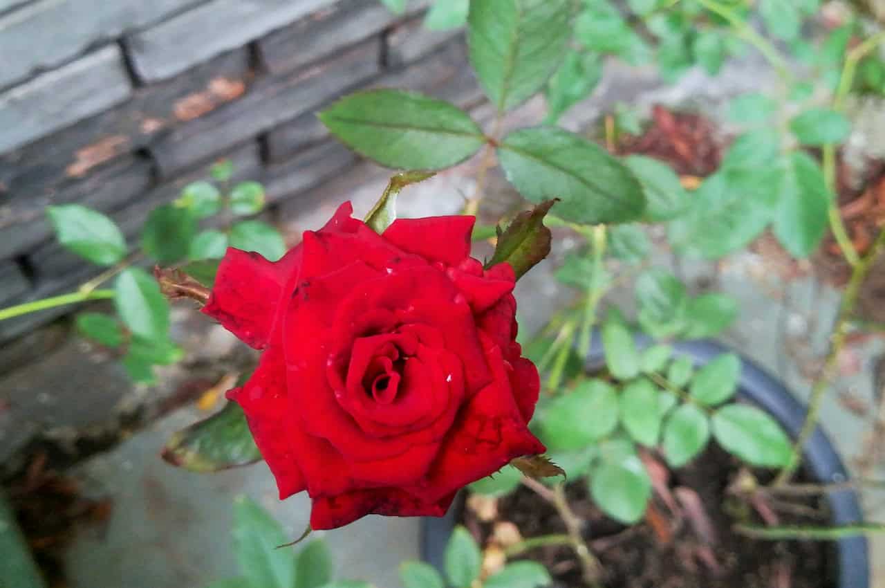 Red rose in full bloom, vibrant petals with slight water droplets, growing in a flower pot, green leaves surrounding the flower, clear focus on the rose, soft background with a hint of greenery