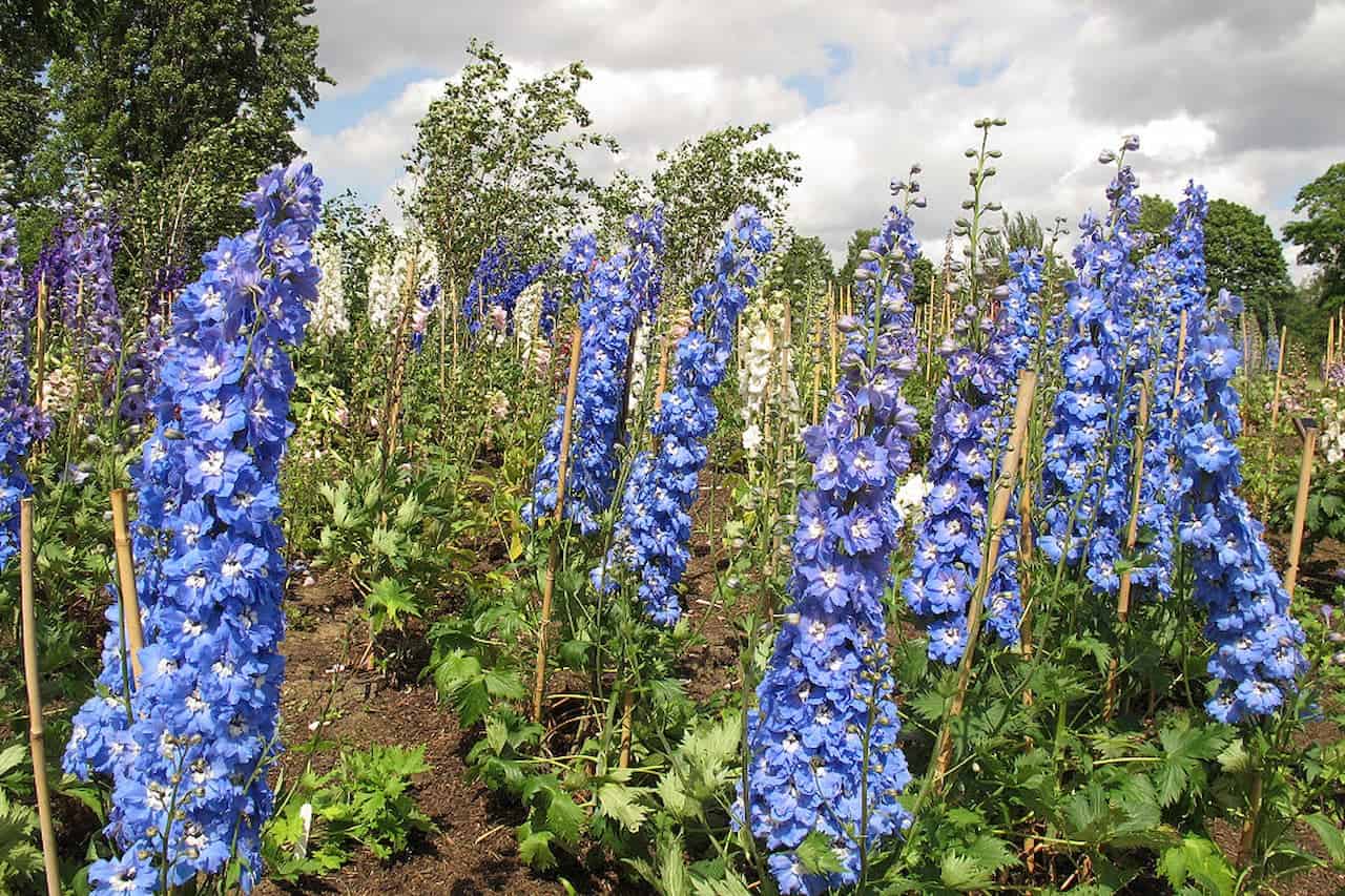 Field of tall blue delphinium flowers with white varieties interspersed, growing with wooden supports under a partly cloudy sky