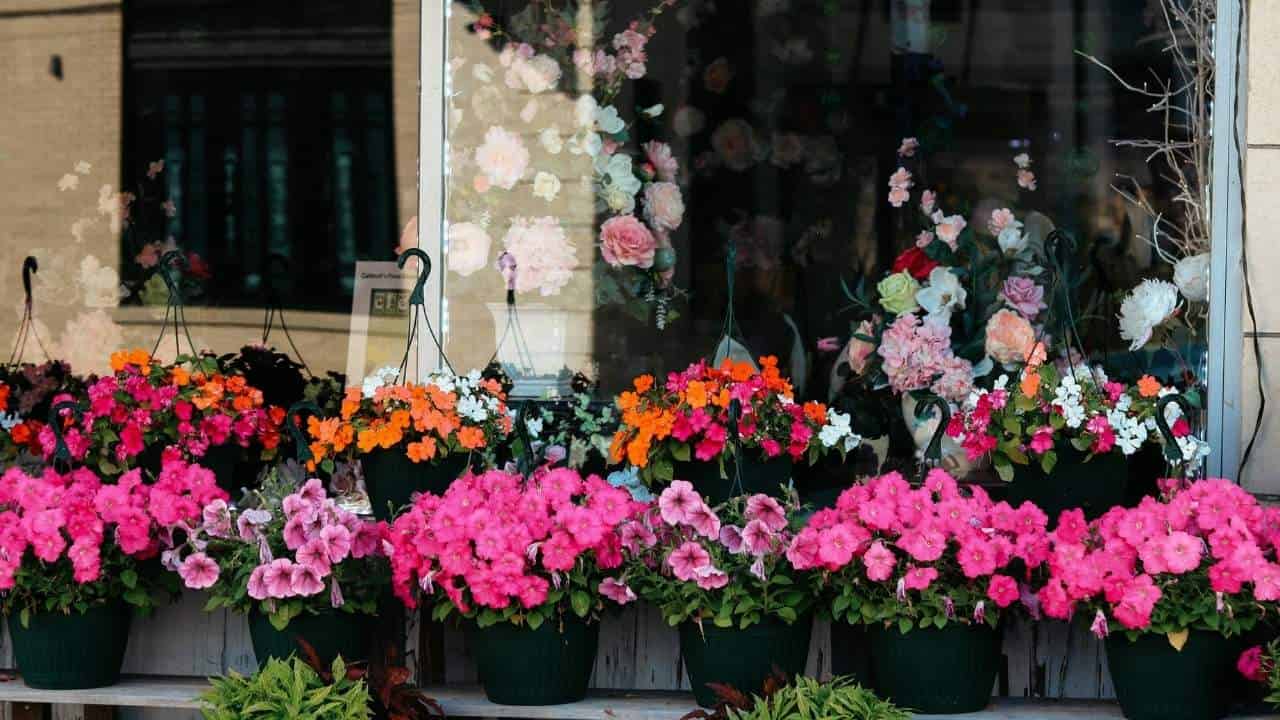 Rockapulco Appleblossom impatiens in pot