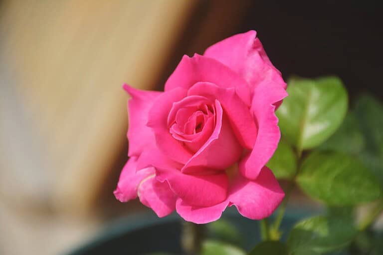 Bright pink rose in full bloom, soft petals, green leaves, blurred background, natural lighting