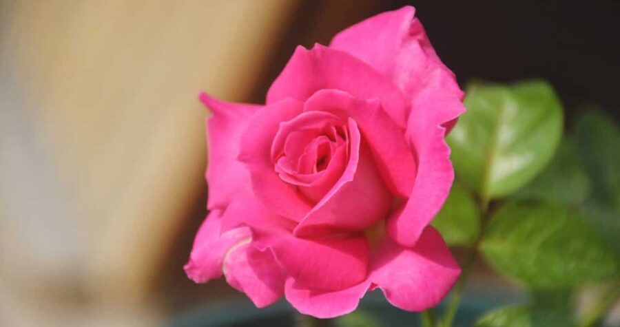 Bright pink rose in full bloom, soft petals, green leaves, blurred background, natural lighting