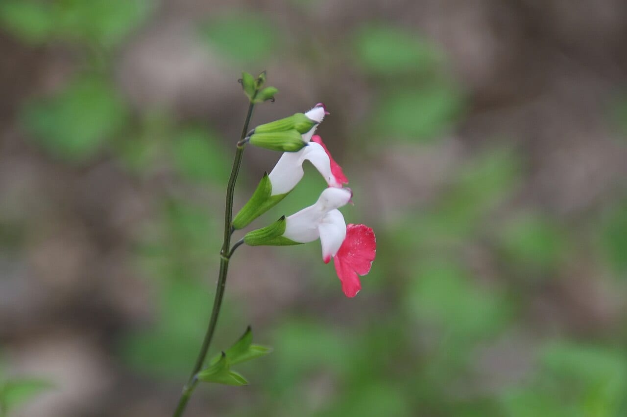 Close-up of a delicate flower with white and red petals blooming on a slender green stem, set against a blurred background of soft green foliage, capturing a detailed view of a wildflower in a natural outdoor setting
