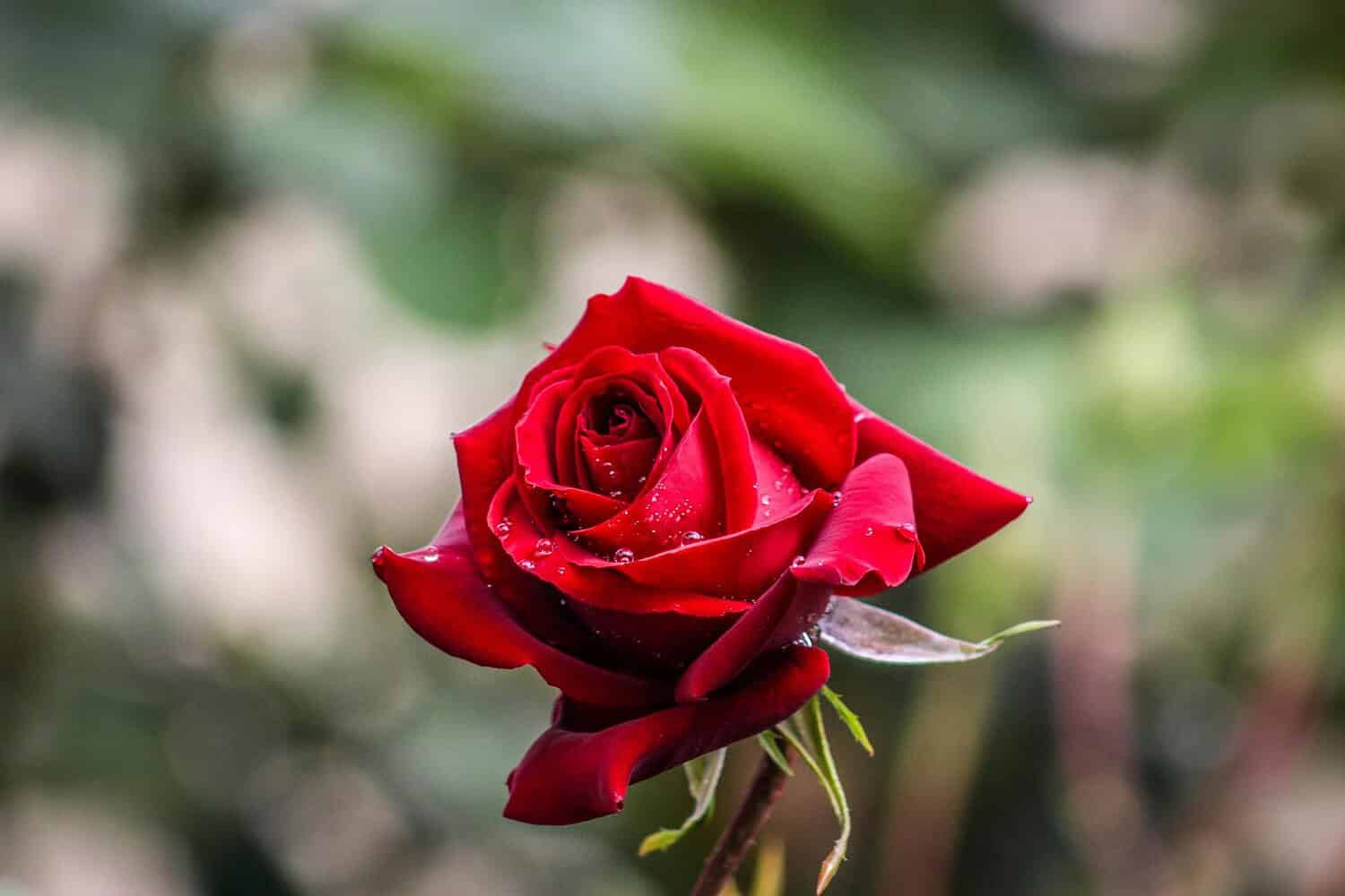 Vibrant red rose with dewdrops in soft focus background, symbolizing romance.