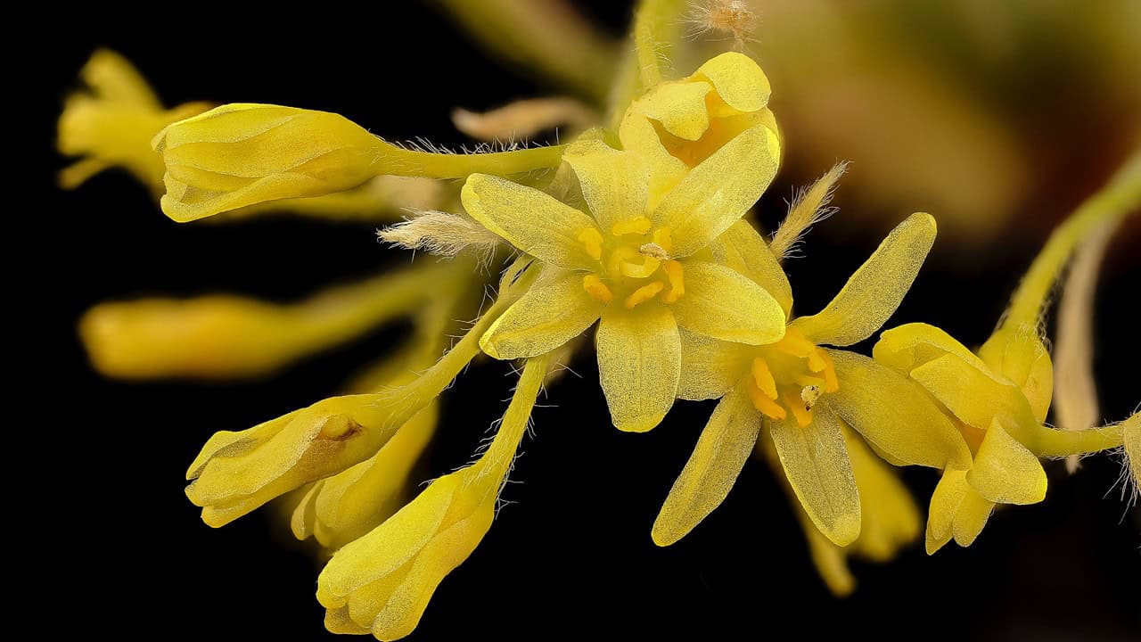 Sassafras Tree