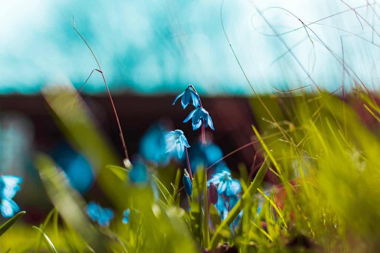 Closeup of delicate blue spring flowers, likely bluebells or scilla, with drooping bell-shaped blooms on thin stems. The flowers emerge from bright green grass with a dreamy, bokeh-filled turquoise sky background creating an ethereal atmosphere