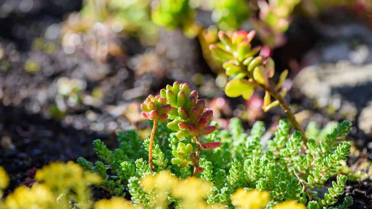 Sedum Stonecrop in dry rocky poor soil low maintenance sun succulent blooms