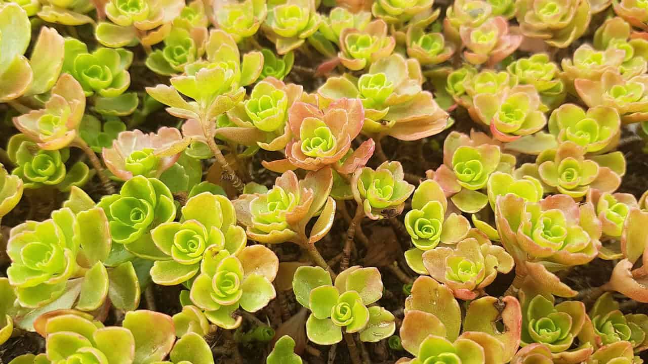 Sedum