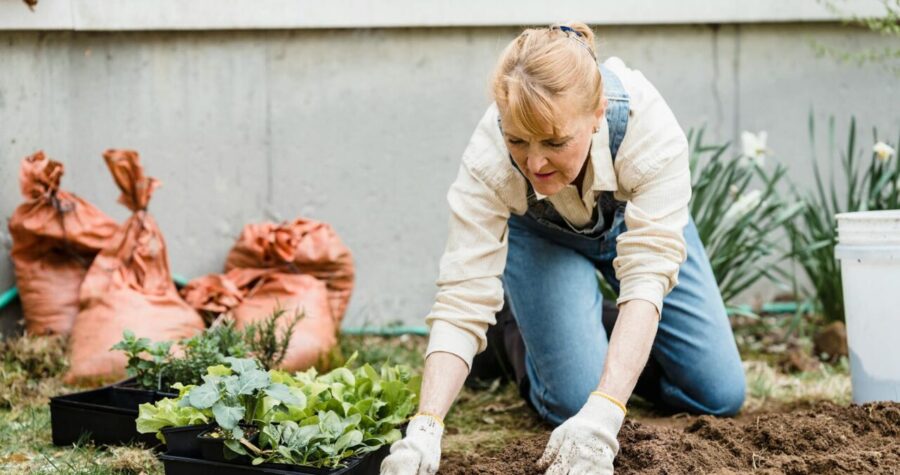 Senior woman kneeling in a garden, planting small plants in soil with protective gloves on
