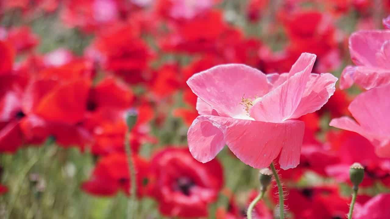 Field of red and pink Shirley poppies, with a close-up of a delicate pink bloom in the foreground and vibrant red flowers blurred in the background