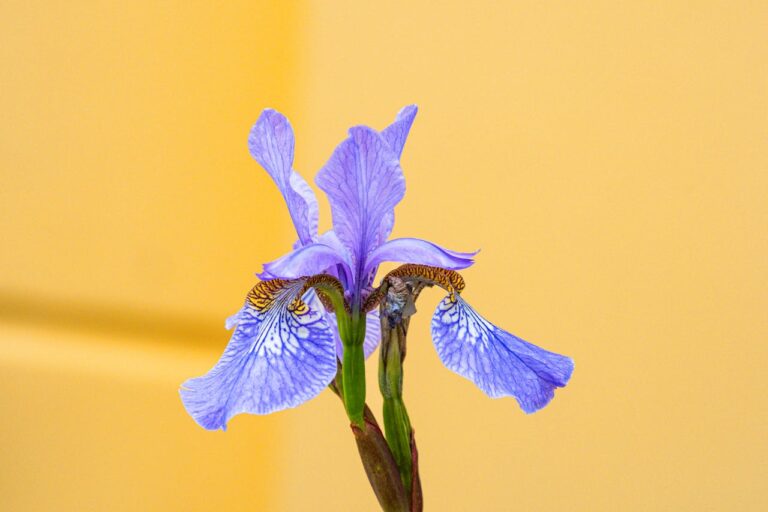 Purple iris flower with delicate veined petals and yellow-brown accents against solid yellow background, green stem visible