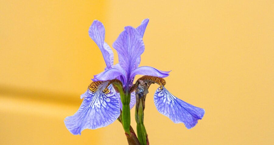 Purple iris flower with delicate veined petals and yellow-brown accents against solid yellow background, green stem visible