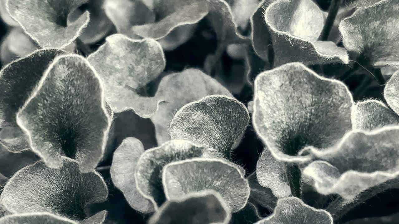 Silver Falls Euphorbia