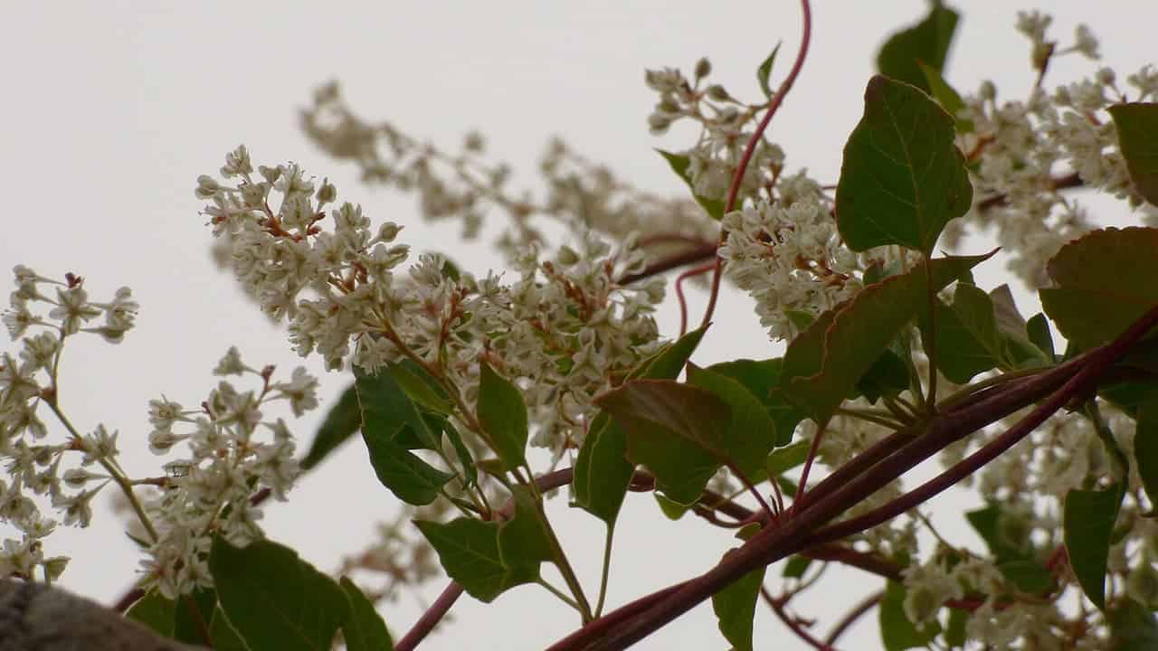 Clusters of small white flowers growing on reddish-brown stems with dark green heart-shaped leaves. The delicate blooms form multiple panicles against a pale overcast sky background. Likely a variety of lilac or other flowering shrub