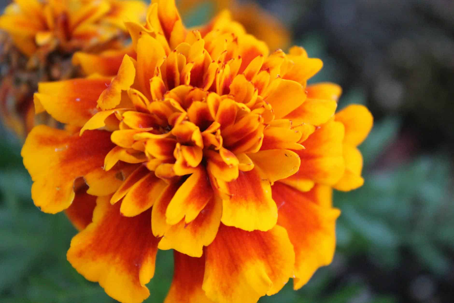 Close-up of a vibrant marigold flower showcasing its bright orange and yellow petals in full bloom.