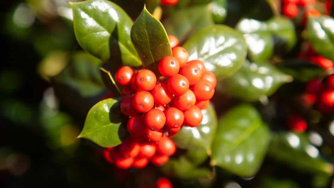 Skimmia japonica