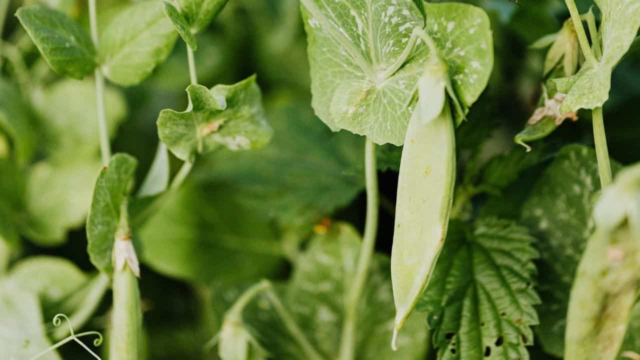 Snow peas growing on trellis spring garden cool weather climbing peas tendrils