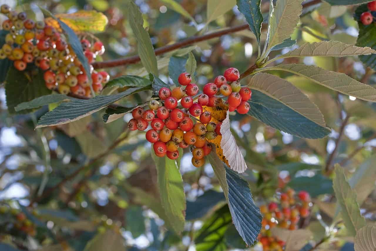 Clusters of small red and orange berries growing among green leaves on a sunlit tree branch, capturing a detailed view of ripening fruit in a natural outdoor setting