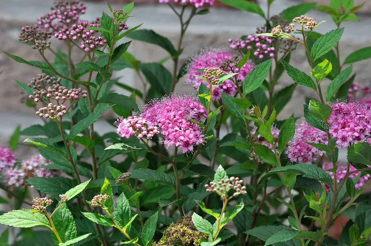 A cluster of pink flowers with delicate petals, surrounded by green leaves, some flowers are in full bloom while others are budding, the image captures the vibrant natural colors, a soft background with a neutral tone highlights the flowers