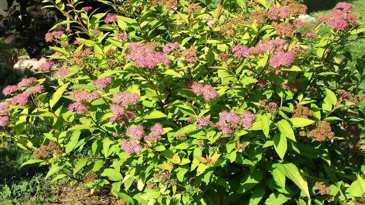 This image shows a green shrub with multiple clusters of pink flowers, some of the flowers have faded to brown, surrounded by vibrant green leaves, sunlight is illuminating the plant, and the background features a blurred area of grass and foliage