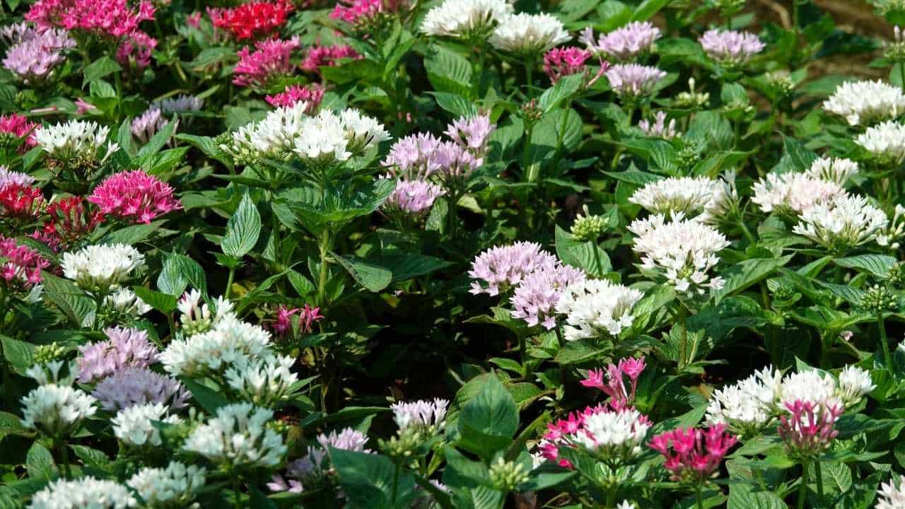 Spirea bumalda and hydrangea layered garden border