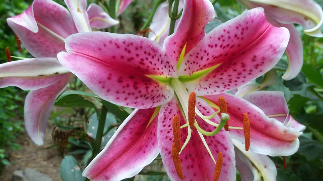 Close-up of pink stargazer lily with distinctive burgundy spots, showing prominent orange-brown anthers and white edges against green foliage