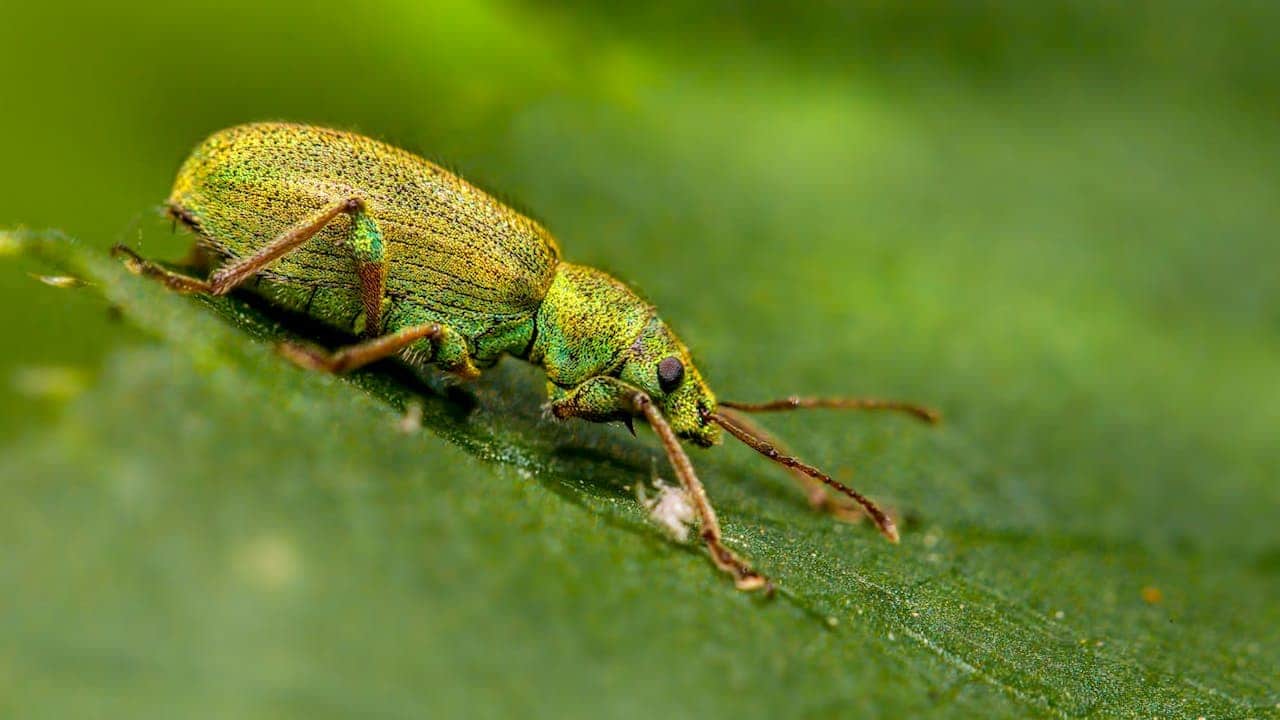 Metallic green weevil beetle with long antennae stuck on bright green leaf surface