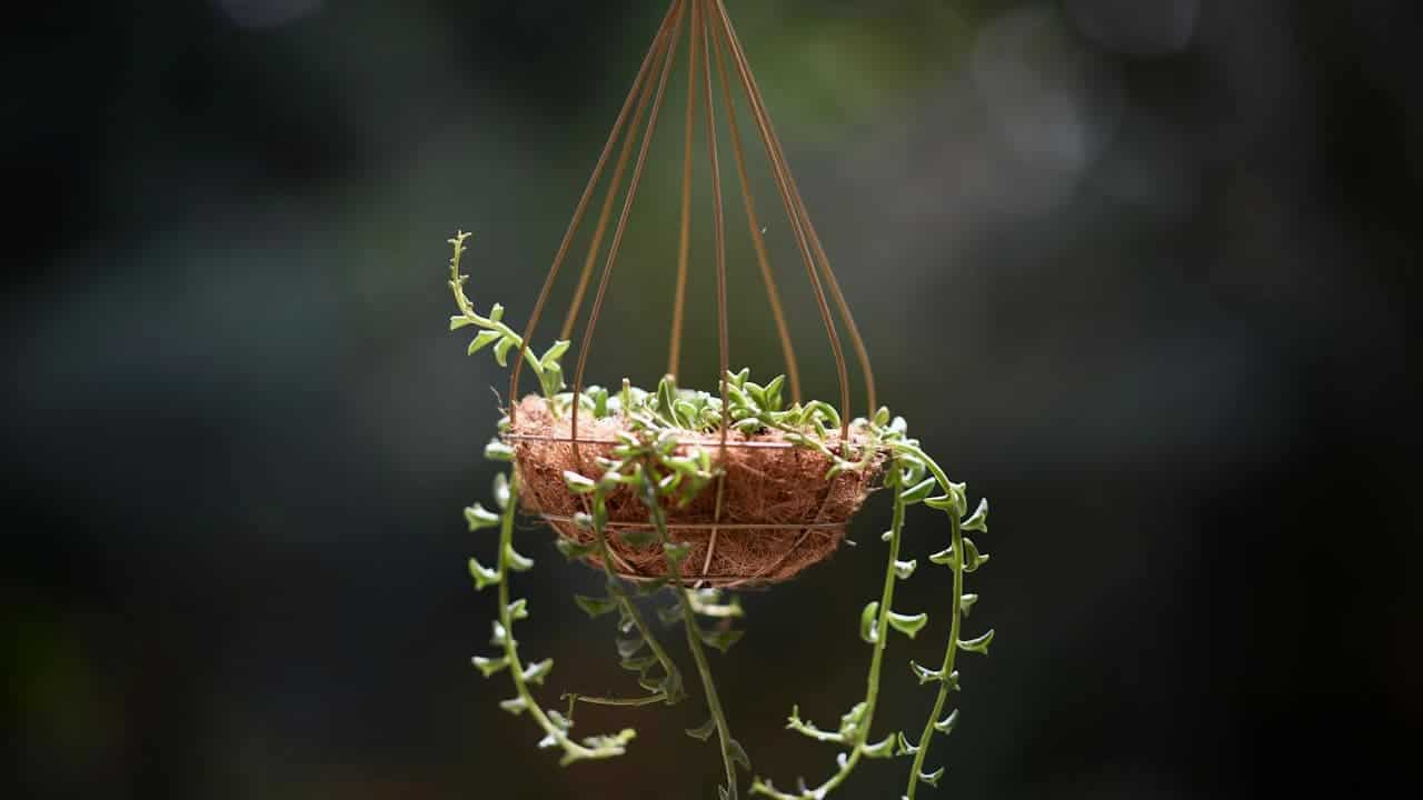 Hanging basket planter with string of bananas plant, long green trailing stems, coconut coir liner, blurred dark background