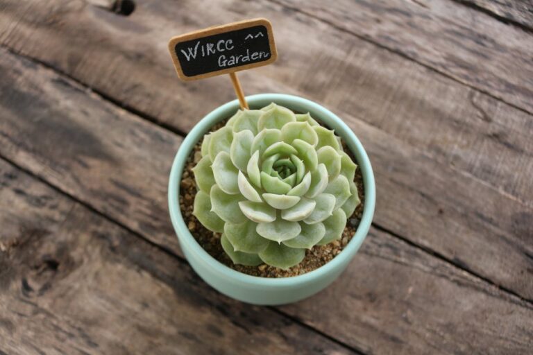 16 Plants That Thrive Without Fertilizer or Fuss for Easy, Low-Maintenance Gardening