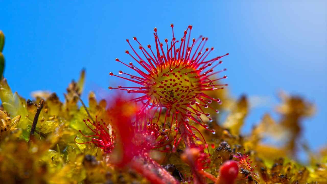 A close-up of a Sundew plant with red tentacle-like hairs, glistening droplets, a yellow-green center, and a blurred blue sky background