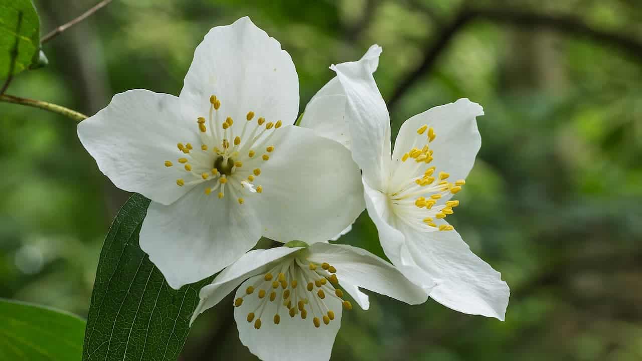 Three Swan Lake® Mock Orange with yellow stamens in bloom, showing delicate petals against a soft green background